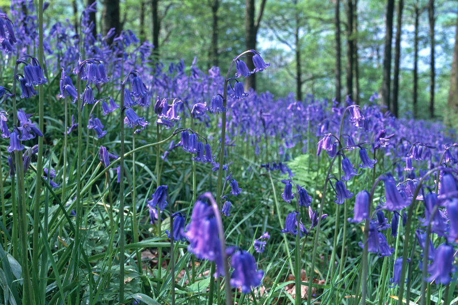 English Bluebells have the sweetest scent
