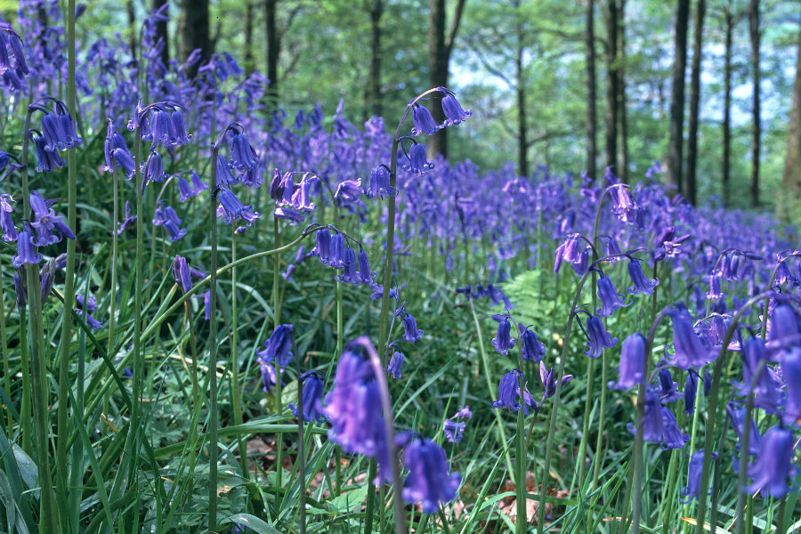 English-Bluebells English Bluebells have the sweetest scent