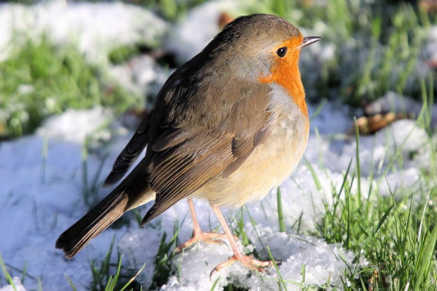 Christmas Robin at the Tranquil Otter