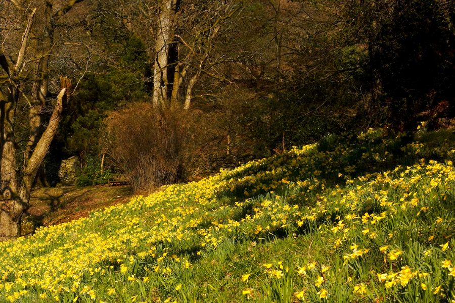 see Daffodils Lake District - at Caldbeck - near the Tranquil Otter