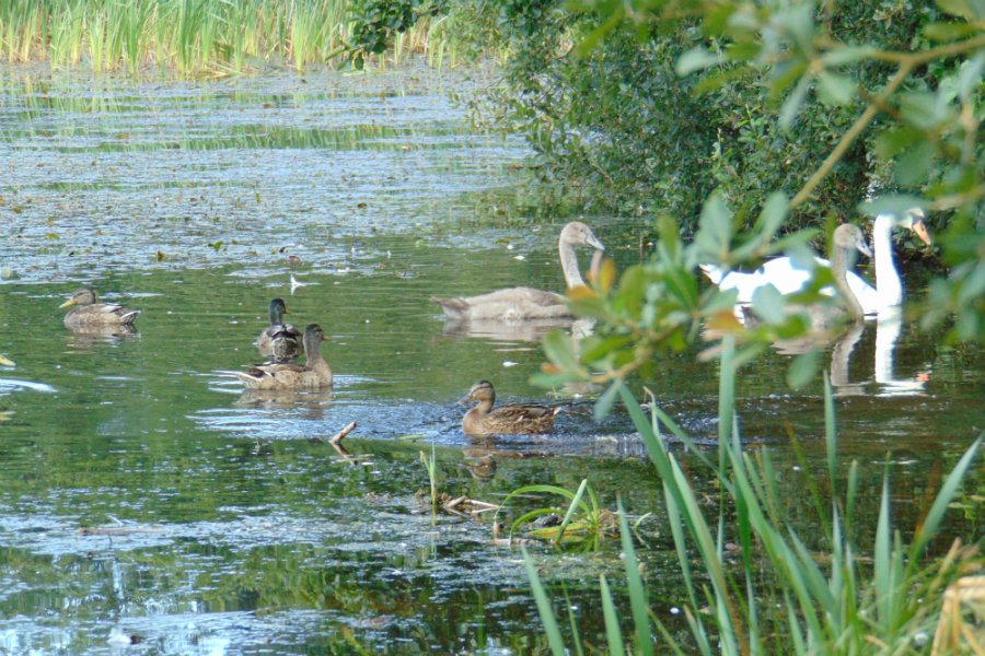 Things to do: Wildlife | The Tranquil Otter