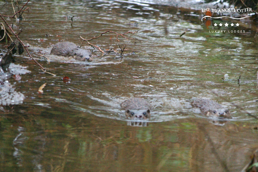 three-otters-at-the-Lough Happy World Otter Day