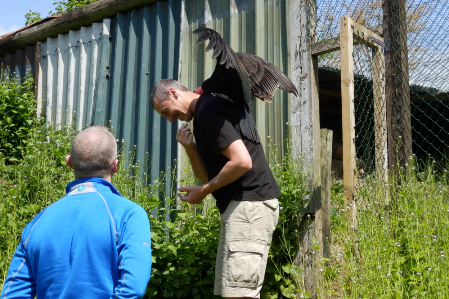 A vulture was sitting on his head… | The Tranquil Otter