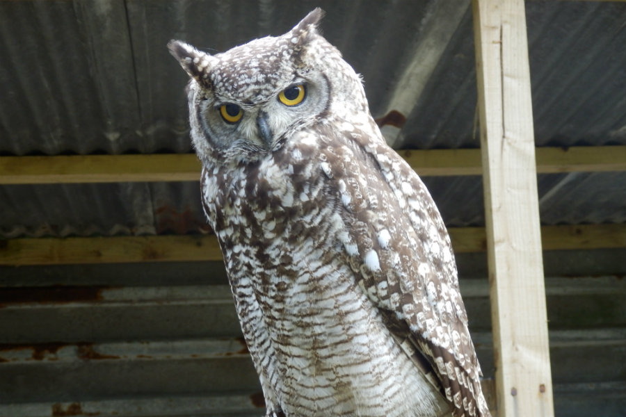 The Cumberland Bird of Prey Centre.