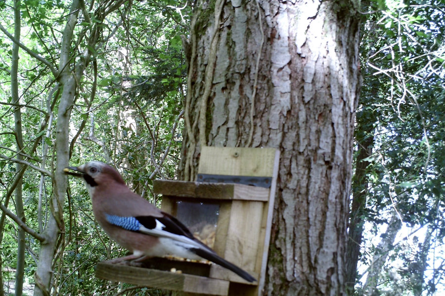 Jay_at_Squirrel_feeder Wildlife report from the Tranquil Otter