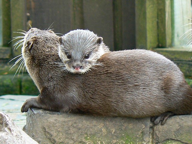 otter-pair Fascinating facts about otters