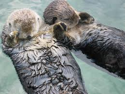 sleeping-otters Fascinating facts about otters