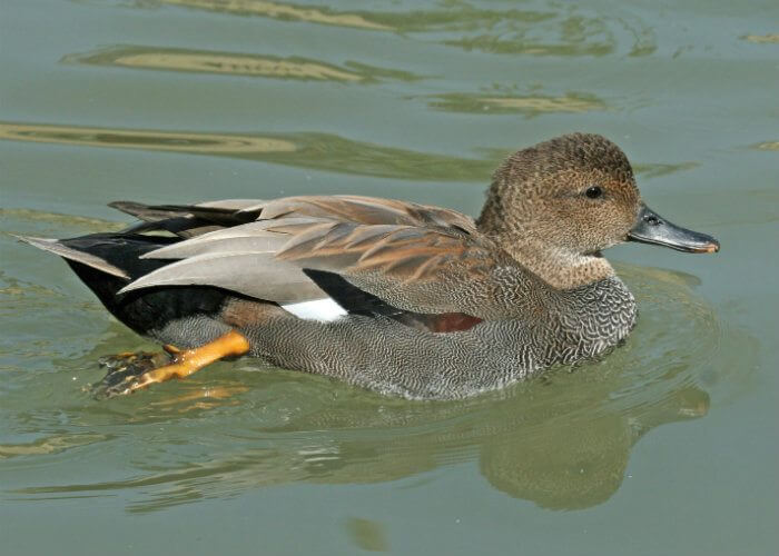 Wetlands Birds Survey Count