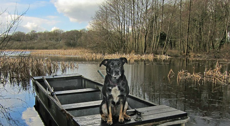 Dog friendly walks