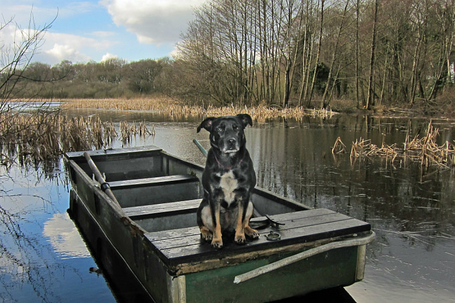 Holiday with your four-legged friend at the Tranquil Otter | The Tranquil Otter