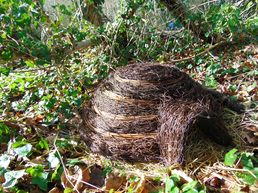 Let’s love our Hedgehogs | The Tranquil Otter