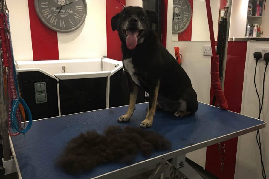 Dog Grooming by 4 Paws | The Tranquil Otter