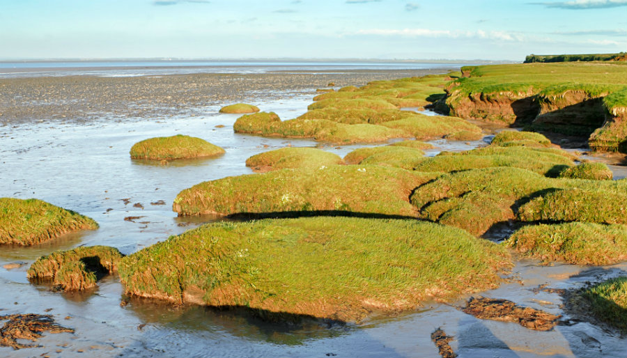 Cumbria's Hidden Gems on the Solway Coast - Salt marshes