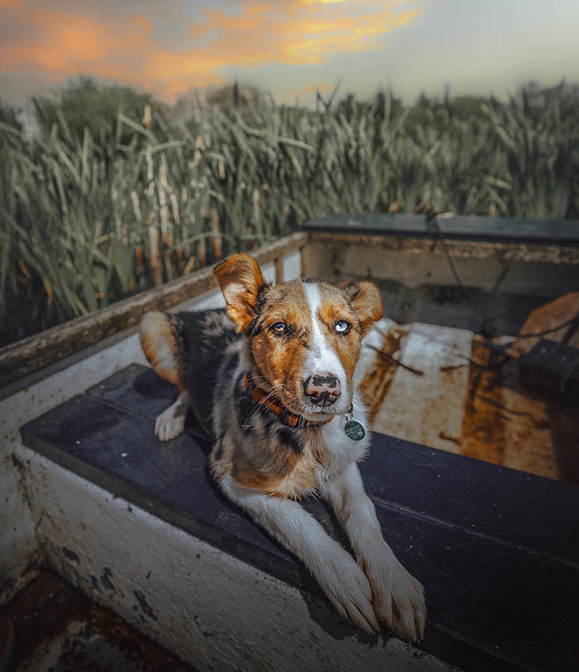 Dog-Friendly Lake District | The Tranquil Otter