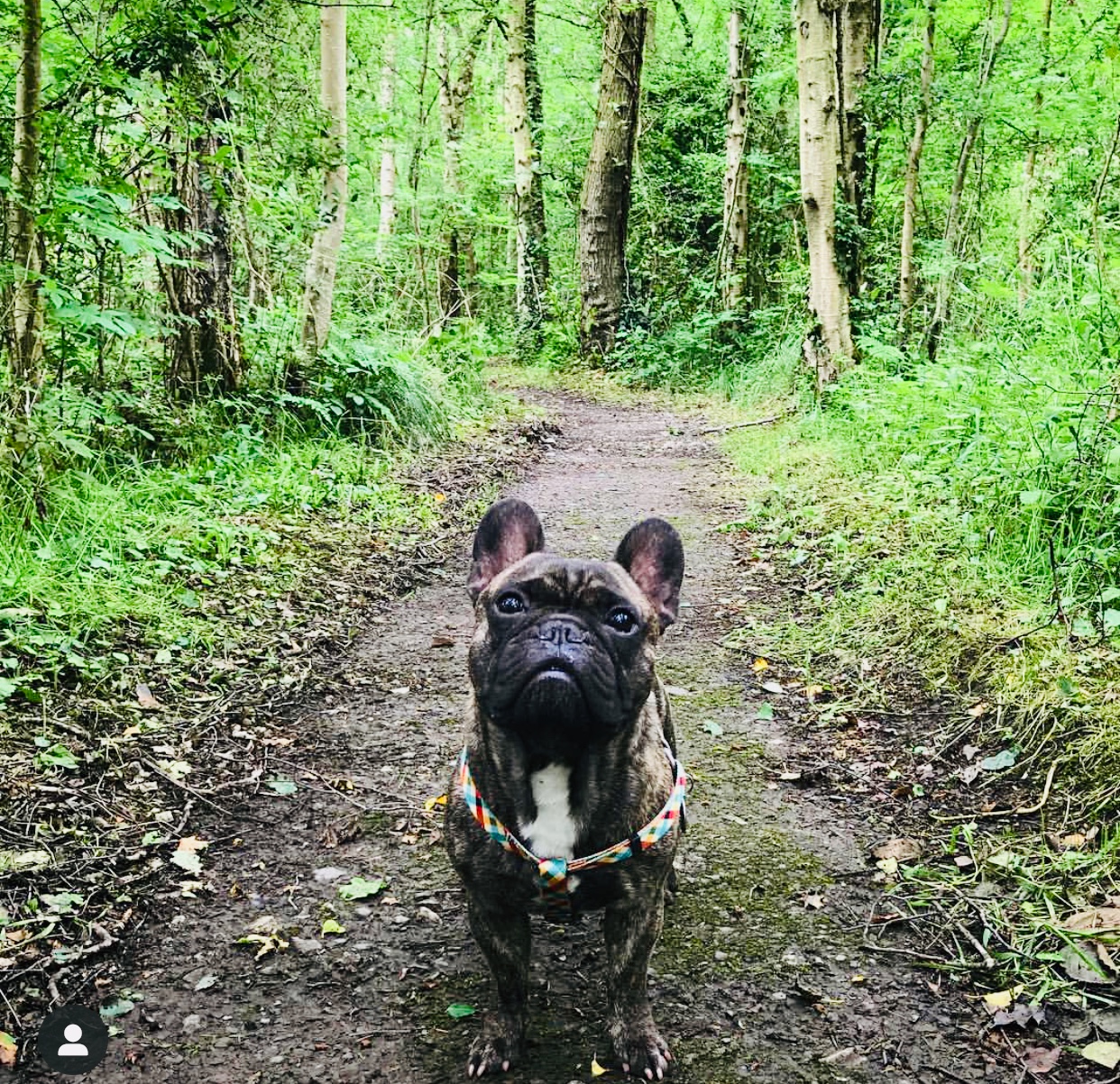 Dog-Friendly Lake District Walks | The Tranquil Otter