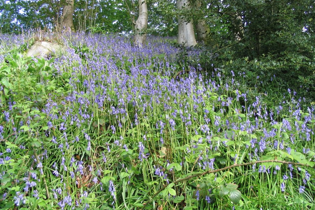 The art of Forest Bathing in Cumbria | The Tranquil Otter