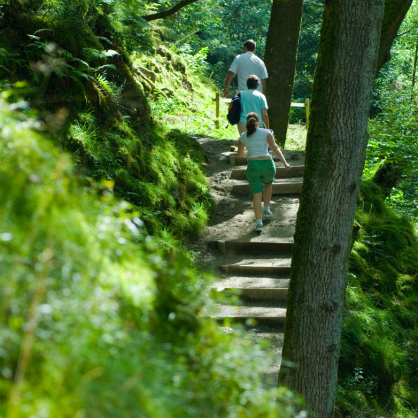 Forest Bathe in Cumbria - Aira Force