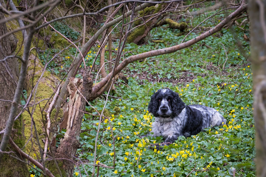 Dog-Friendly Lake District | The Tranquil Otter