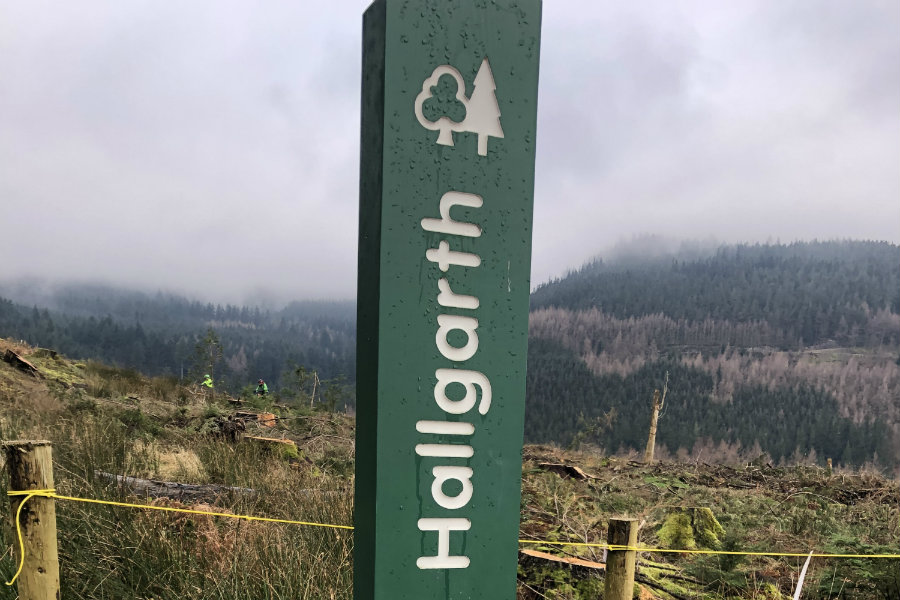 Hallgarth A day out at Whinlatter Forest