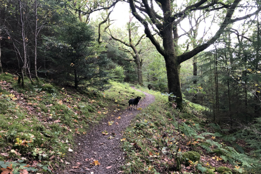 A day out at Whinlatter Forest | The Tranquil Otter