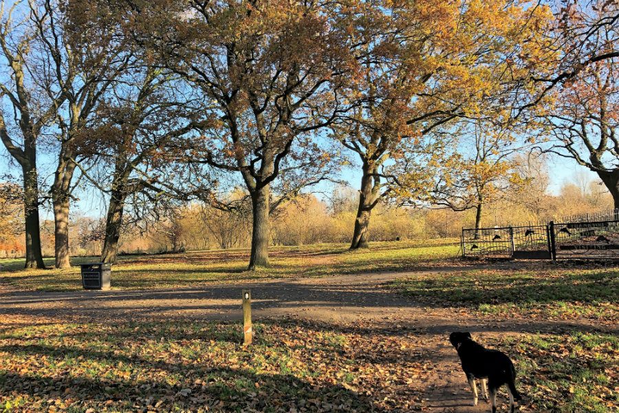 Rickerby Park Carlisle | The Tranquil Otter