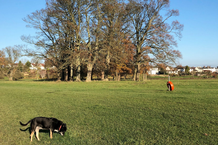 Rickerby Park Carlisle | The Tranquil Otter