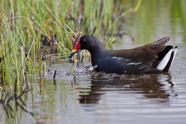 moorhen2a-600x400 Things to do: Wildlife
