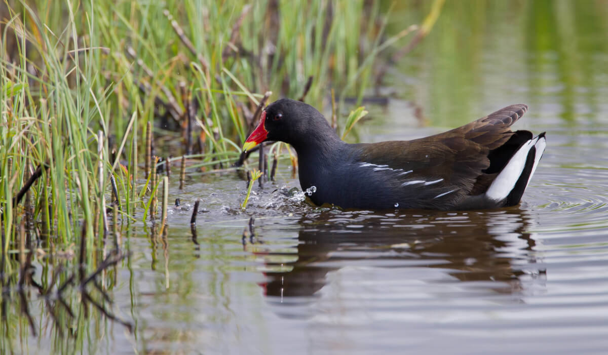 moorhen2a Wildlife Report January 2019