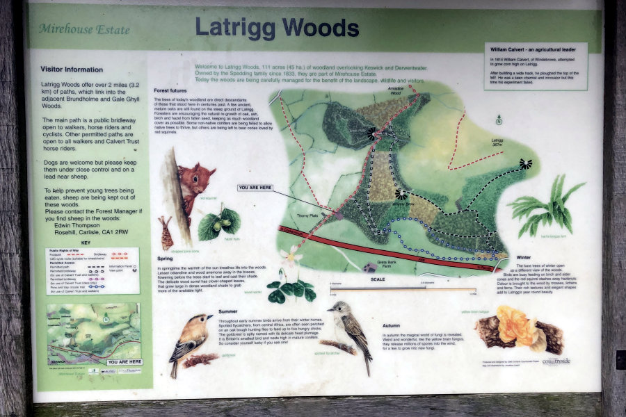 Latrigg-Fell-Woods Latrigg Fell Lake District Walk