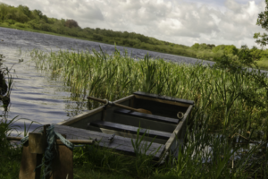 Gadwall Picture Gallery | The Tranquil Otter