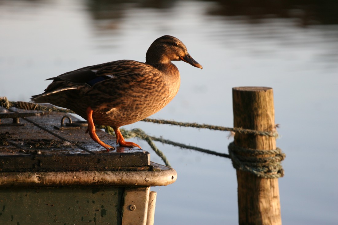 IMG_5763-e14437800136631 Wildlife Report February 2019