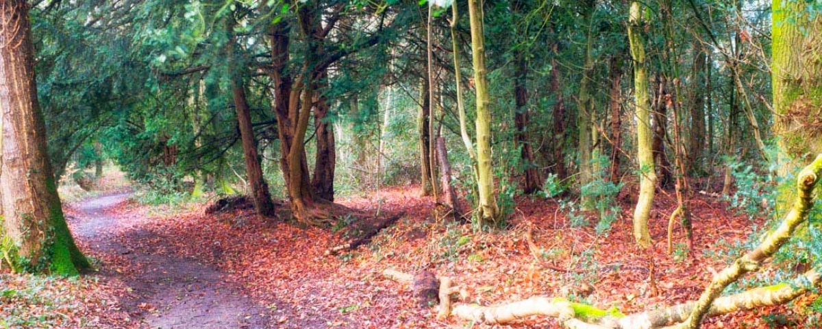 private-woodlands Enjoy some forest bathing in our own private woodlands
