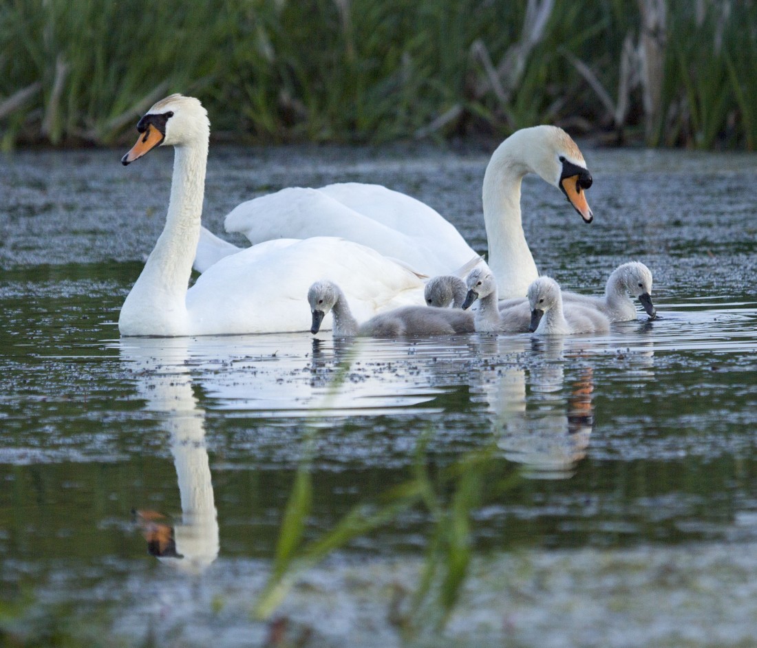 Spring has arrived - Wildlife Report March 2019 | The Tranquil Otter