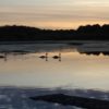 Tranquil Otter Nature Photos