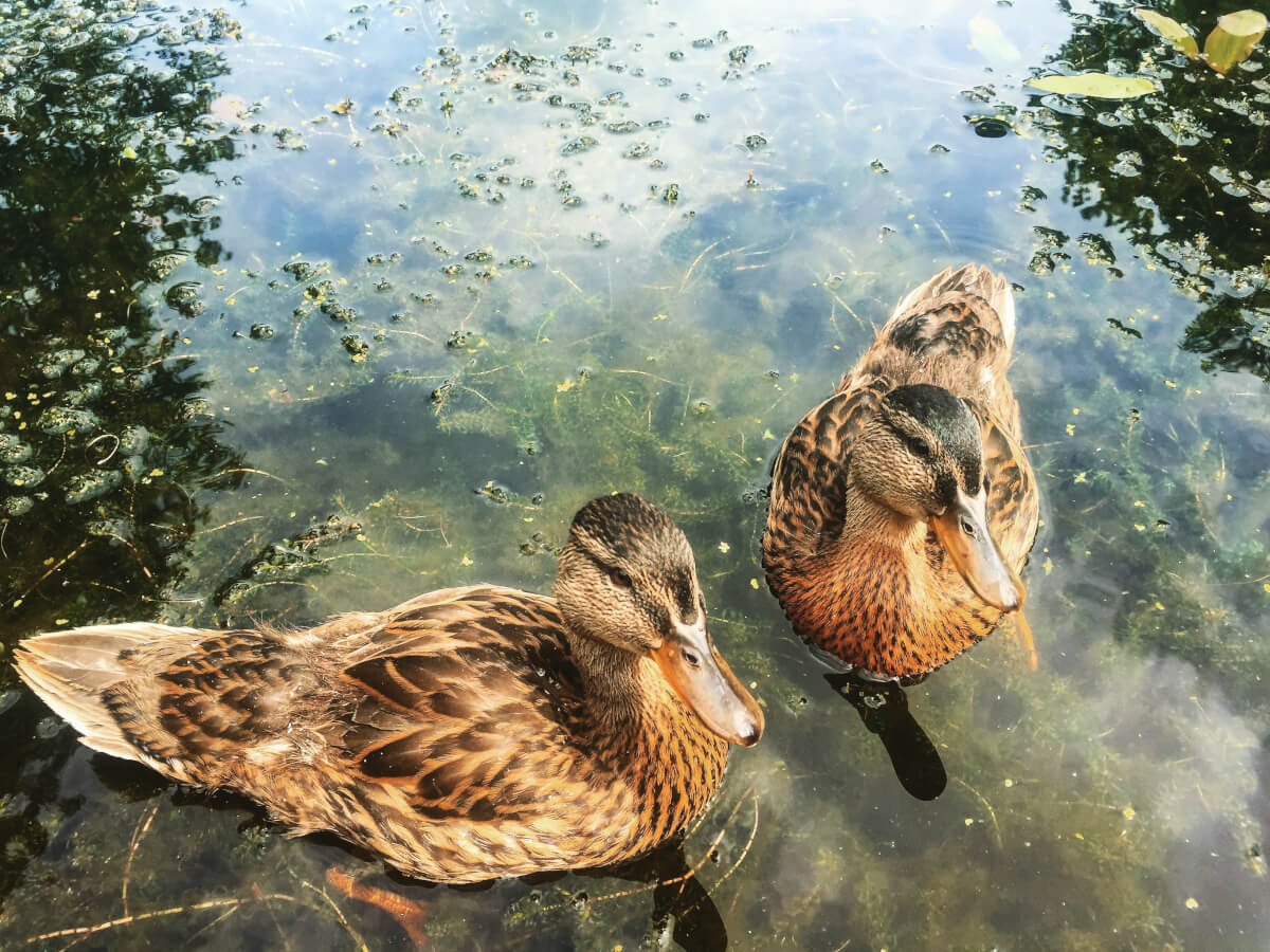 Ducks Wetlands Birds Survey