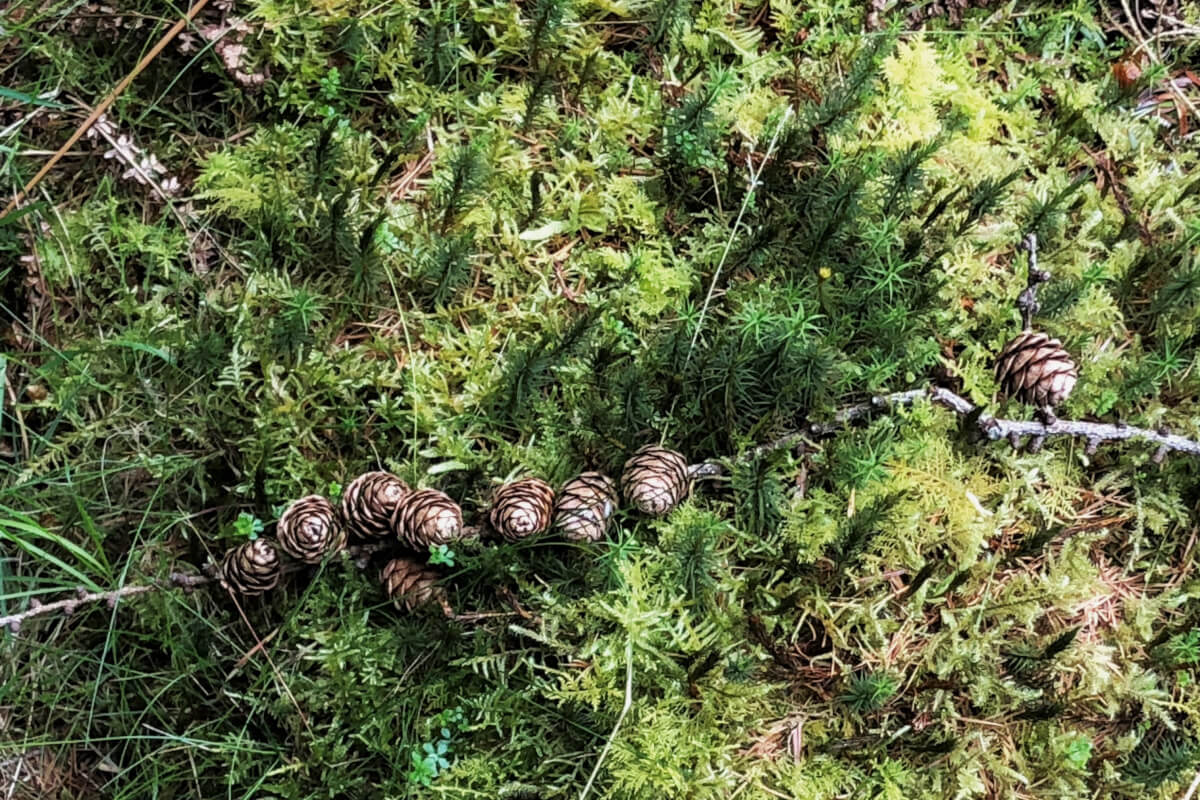 Forest Bathing Whinlatter | The Tranquil Otter