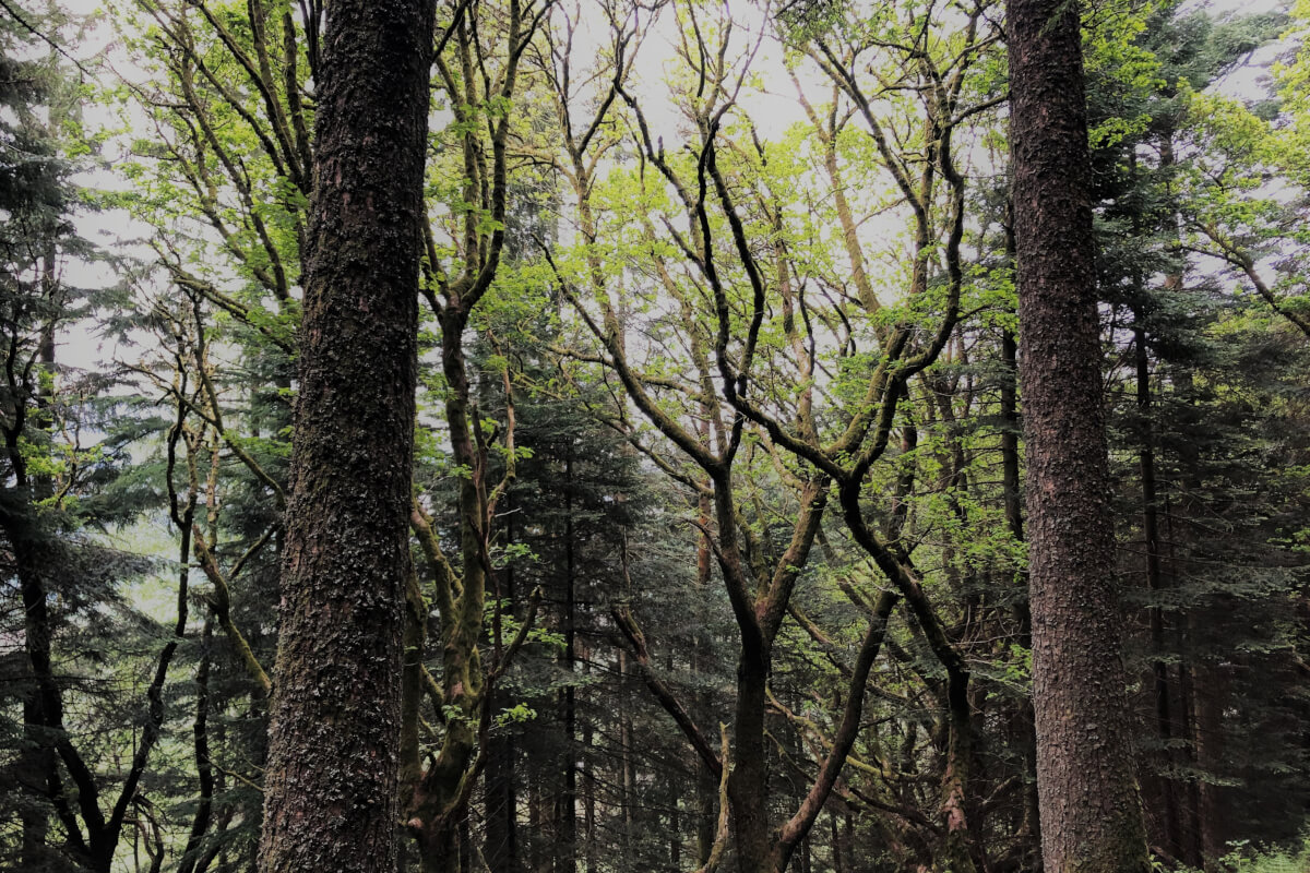 Forest Bathing Whinlatter | The Tranquil Otter