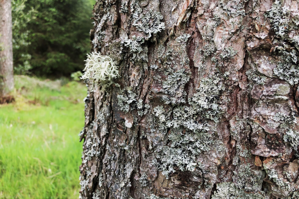 Forest Bathing Whinlatter | The Tranquil Otter