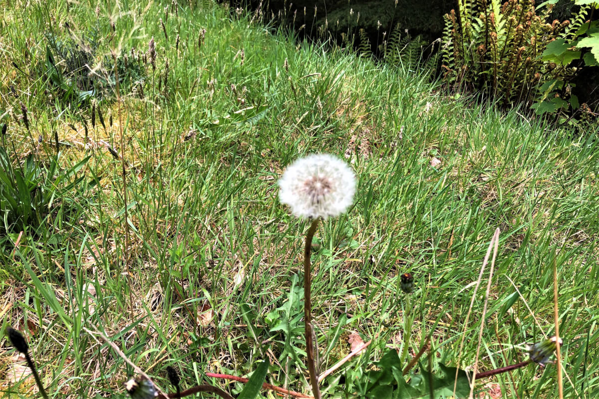 Forest Bathing Whinlatter | The Tranquil Otter