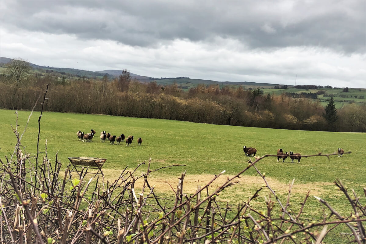 Caldbeck-Fell-with-Fiona Things to do: Lake District Walks