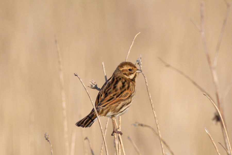 Reed Bunting - summer woodland bird at the Tranquil Otter