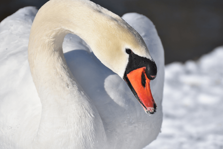 Autumn Waterbirds