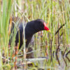 Moorhen