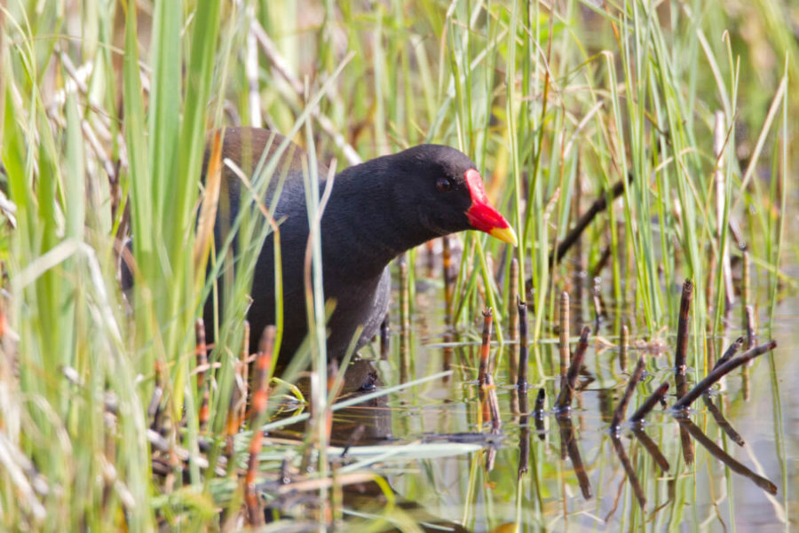 Summer Waterbirds at the Lough