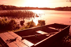 Tranquil Otter Nature Photos | The Tranquil Otter