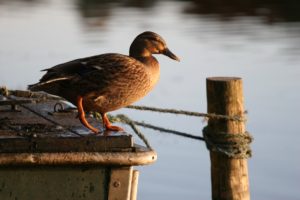 Tranquil Otter Nature Photos | The Tranquil Otter