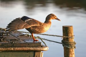 Tranquil Otter Nature Photos | The Tranquil Otter