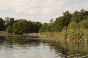 Tranquil Otter Nature Photos | The Tranquil Otter