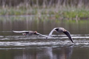 Tranquil Otter Nature Photos | The Tranquil Otter