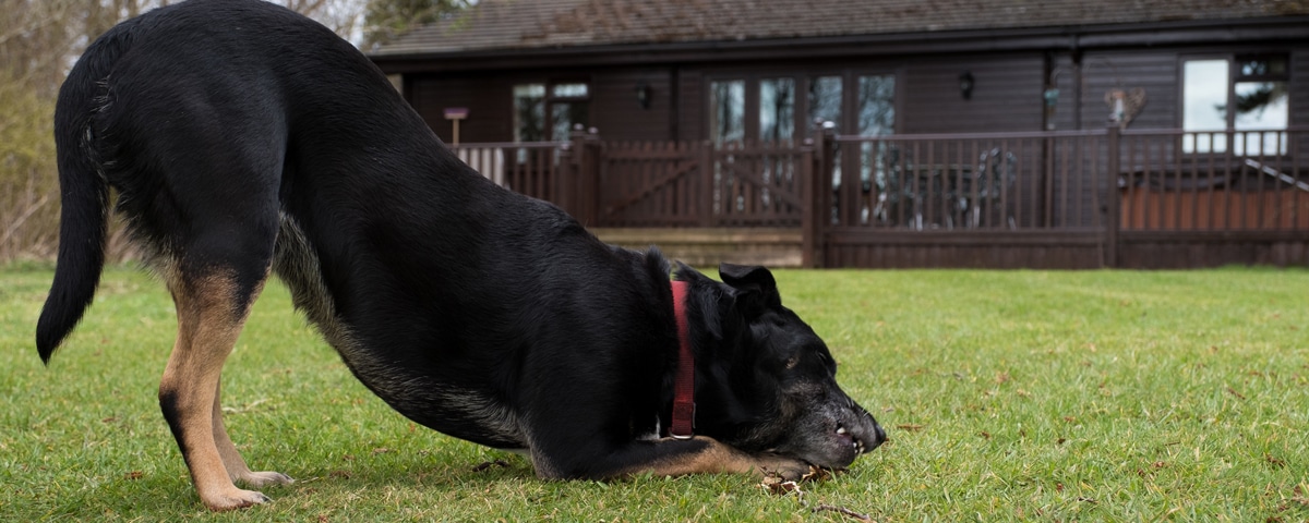 Well behaved four-legged friends welcome | The Tranquil Otter